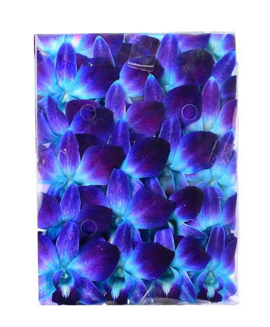 IN STOCK - 50 Blue Bombay Fresh Cut Dendrobium Orchid Loose Bloom
