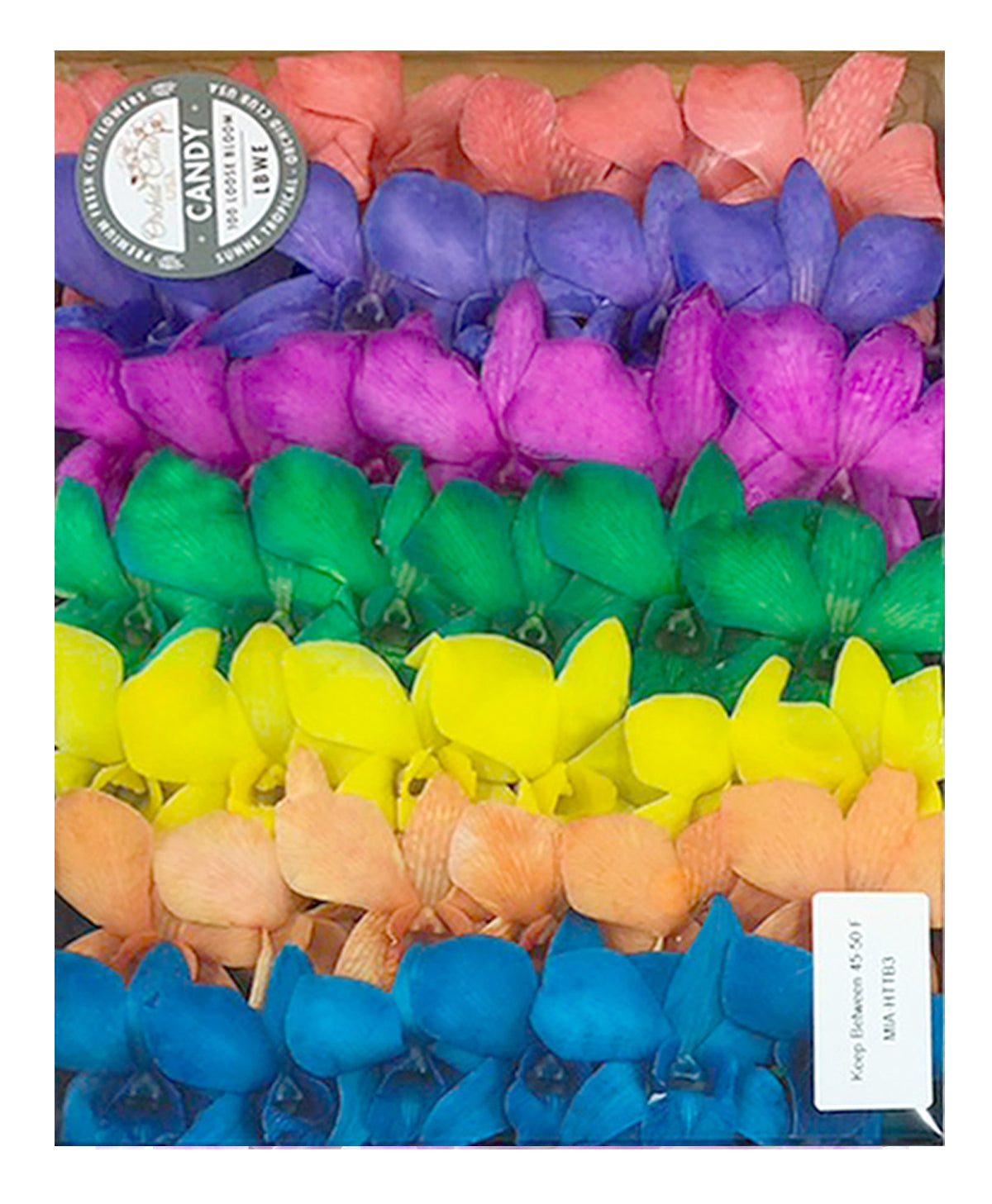 Prebook 100 CANDY COLOR DYED-White-Orchid Fresh Cut Flowers Loose Bloom Orchid Dendrobium
