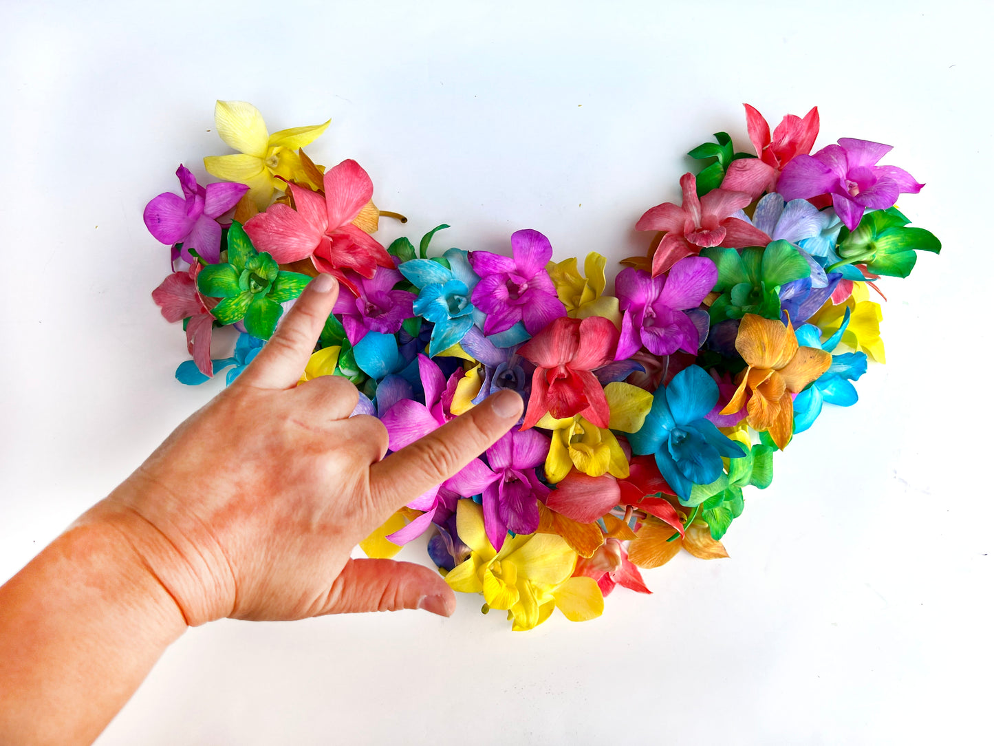 PREBOOK - CANDY Multi-Color S-LEI ( SINGLE LEI ) Dendrobium Orchid Fresh Cut Flowers