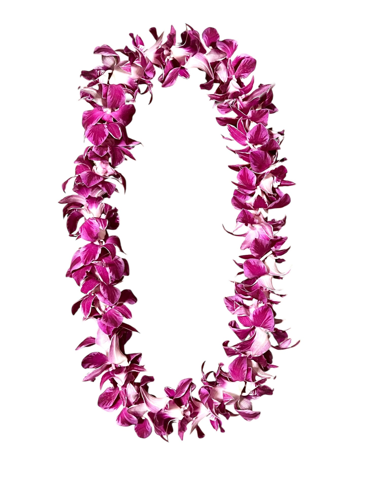 PREBOOK - QUEEN BUTTERFLY S-LEI ( SINGLE LEI ) Dendrobium Orchid Fresh Cut Flowers