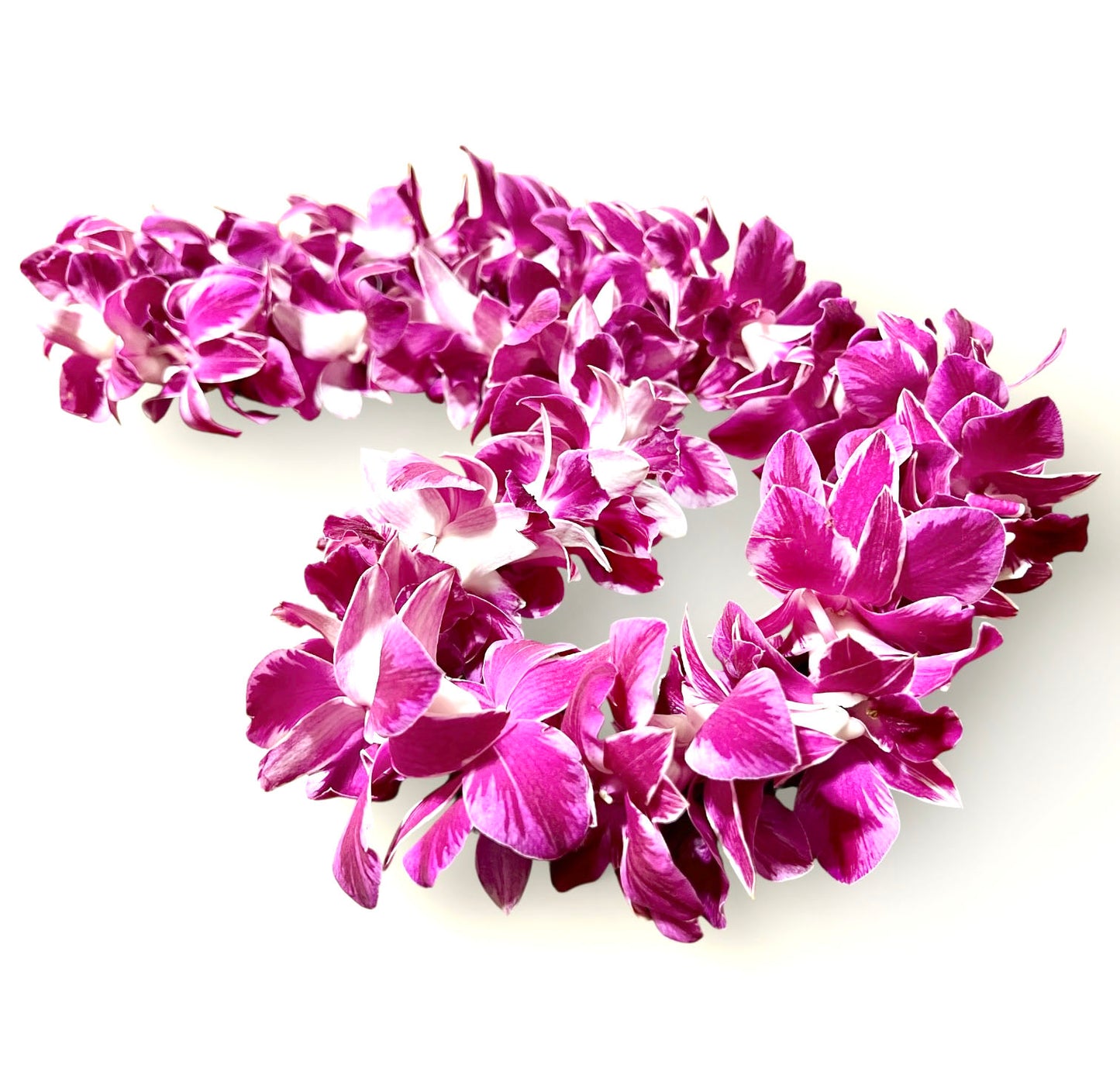 PREBOOK - QUEEN BUTTERFLY S-LEI ( SINGLE LEI ) Dendrobium Orchid Fresh Cut Flowers