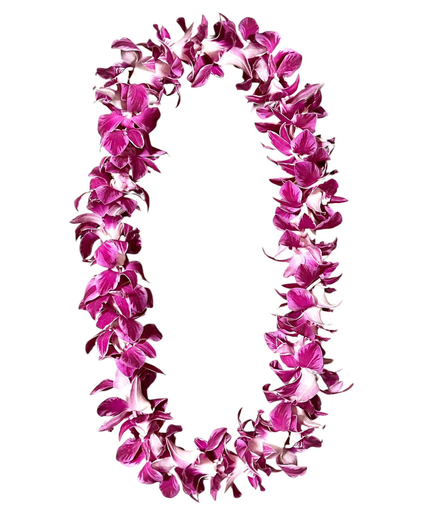 PREBOOK - QUEEN BUTTERFLY S-LEI ( SINGLE LEI ) Dendrobium Orchid Fresh Cut Flowers