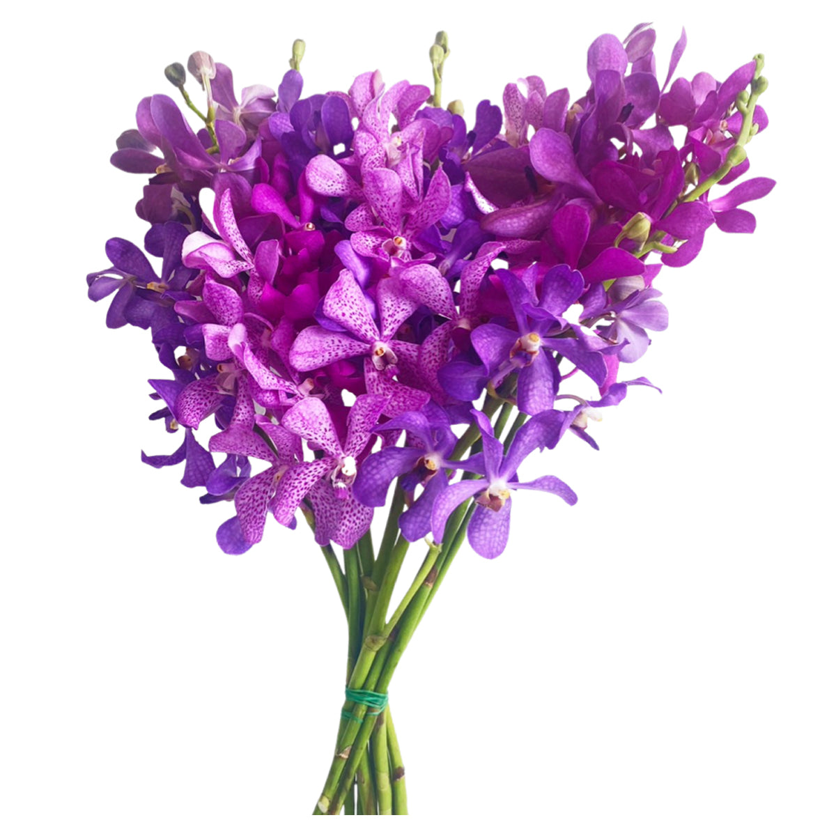 Prebook Purple Bouquet Fresh Cut MOKARA Orchid Seasonal Farm's Choice
