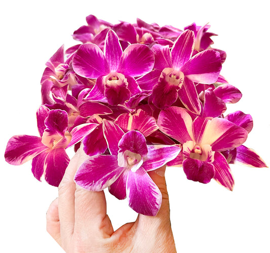 IN STOCK - 50 Natural Queen Butterfly Novelty Variety "SPLASH"  Fresh Orchid Loose Bloom