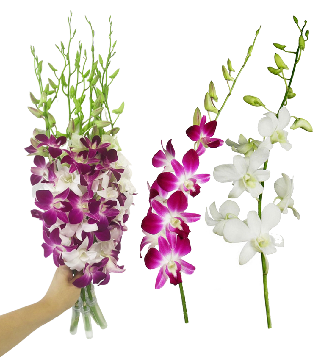IN STOCK - 10 Stems PURPLE-WHITE Fresh Cut Dendrobium Orchid Bouquet