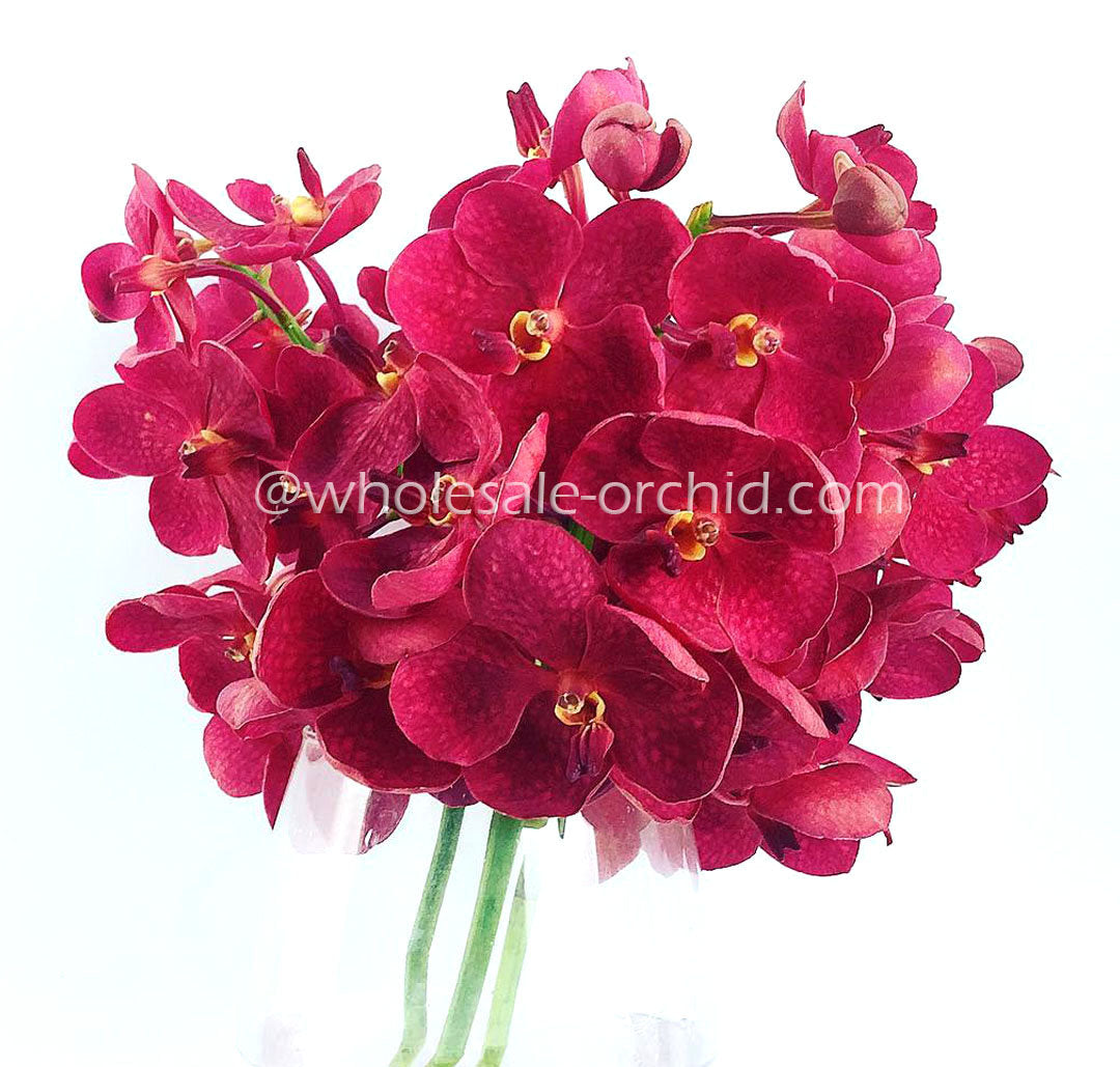 Prebook BULK - 80 Stems RED Ascocenda Orchid MINI VANDA Fresh Cut Flowers (NO VASE)