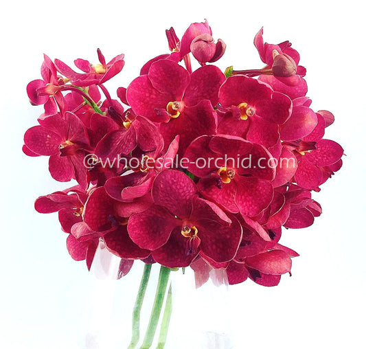 Prebook 80 Stems RED Ascocenda Orchid MINI VANDA Fresh Cut Flowers BULK (NO VASE)