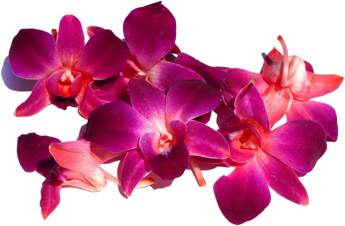 Prebook 100 DUO RED Dyed Fresh Cut Dendrobium Orchid Loose Bloom