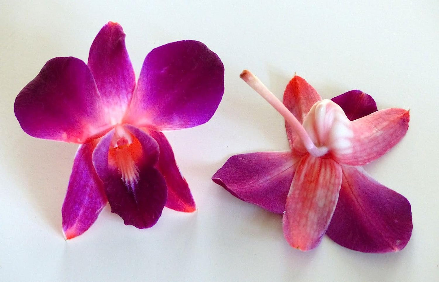 Prebook 100 DUO RED Dyed Fresh Cut Dendrobium Orchid Loose Bloom