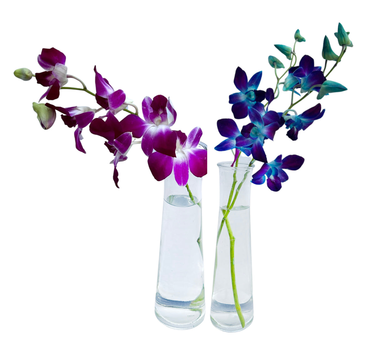 IN STOCK - 10 Stems BLUE-PURPLE Fresh Cut Dendrobium Orchid Bouquet