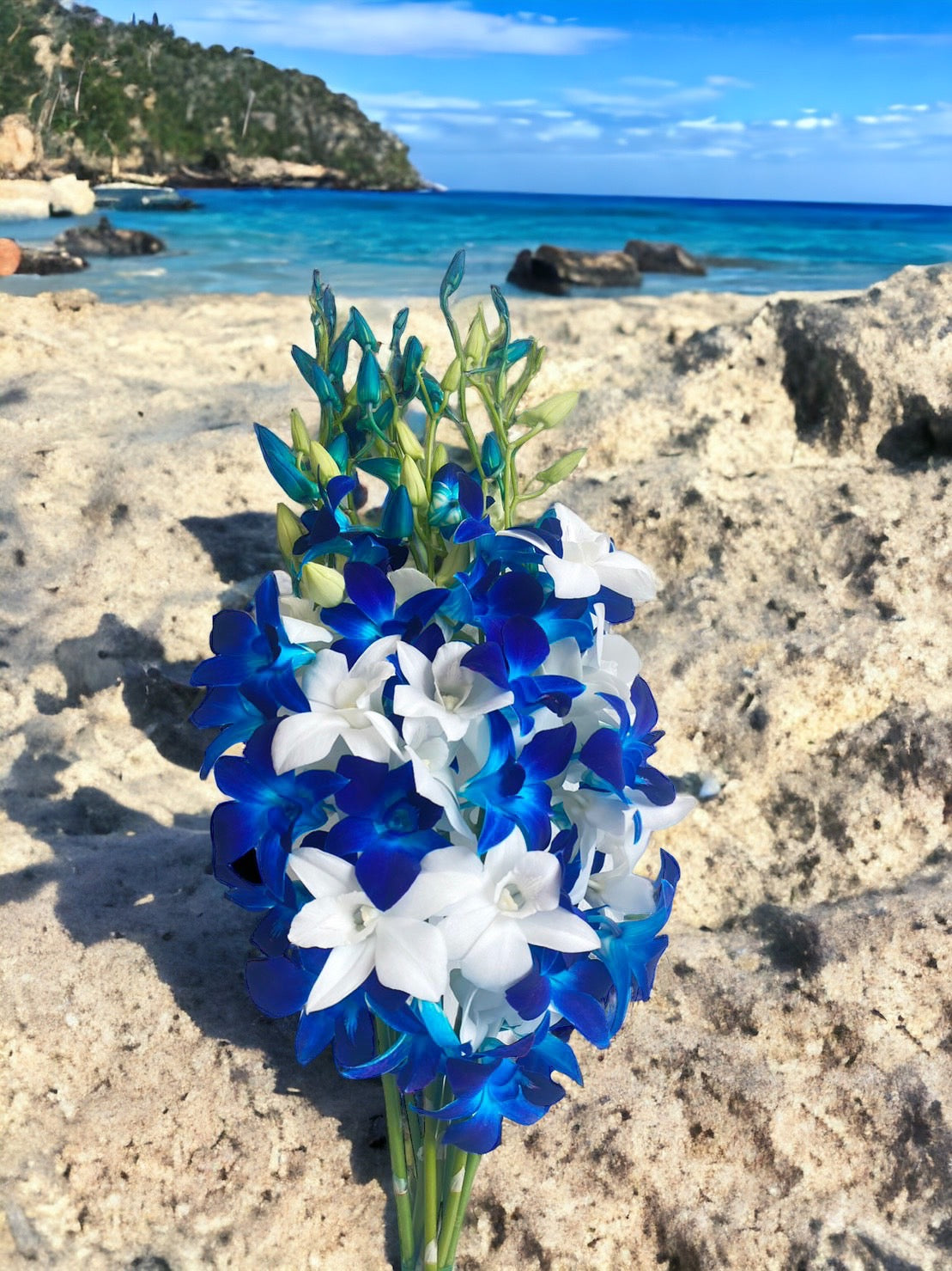 Prebook 20 Stems BLUE-WHITE Fresh Cut Dendrobium Orchid Bouquet