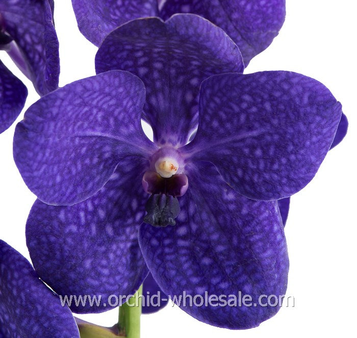Prebook BULK - Assort Pack Seasonal Vanda Orchid Fresh Cut Flowers