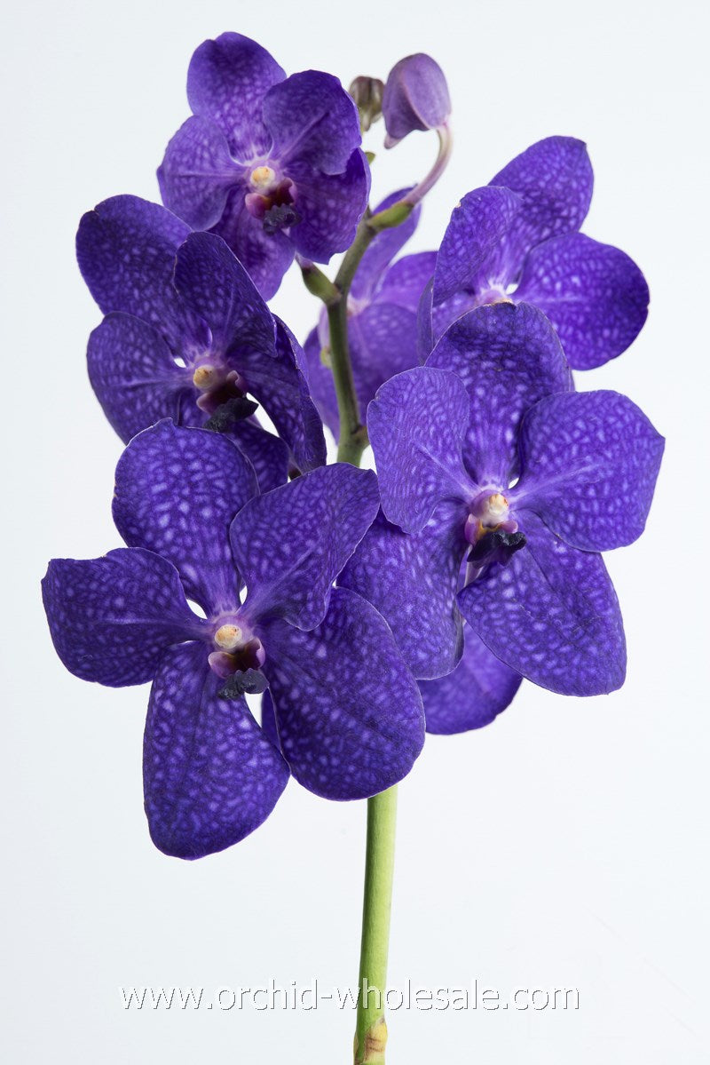 Prebook BULK - Assort Pack Seasonal Vanda Orchid Fresh Cut Flowers