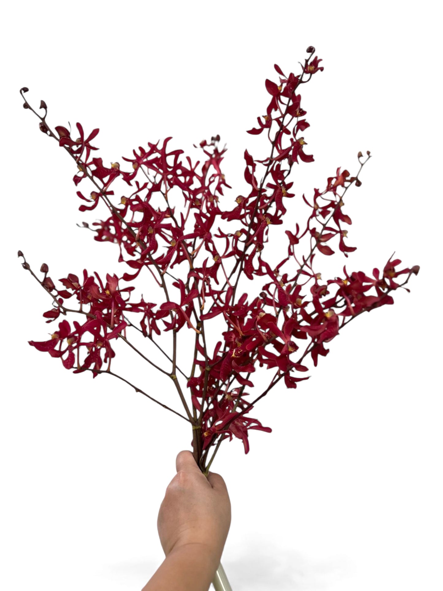 PREBOOK - 5 Stems Fresh Cut Aranthera FIRE Orchid Bouquet