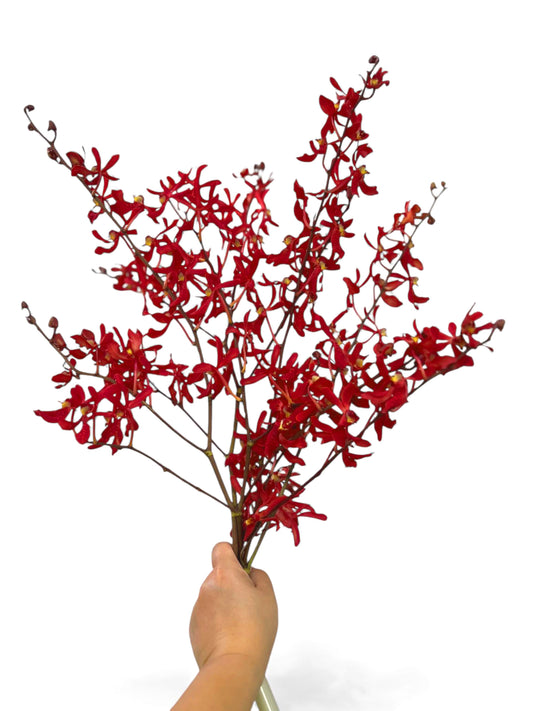 IN STOCK - 5 Stems Fresh Cut Aranthera FIRE Orchid Bouquet