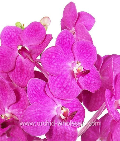 Prebook BULK - 80 Stems PINK Ascocenda Orchid MINI VANDA Fresh Cut Flowers (NO VASE)