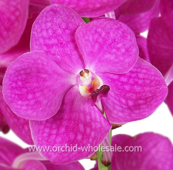 Prebook BULK - 80 Stems PINK Ascocenda Orchid MINI VANDA Fresh Cut Flowers (NO VASE)