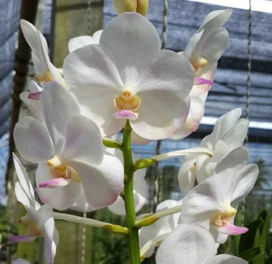 Prebook 80 Stems WHITE Ascocenda Orchid MINI VANDA Fresh Cut Flowers BULK (NO VASE)