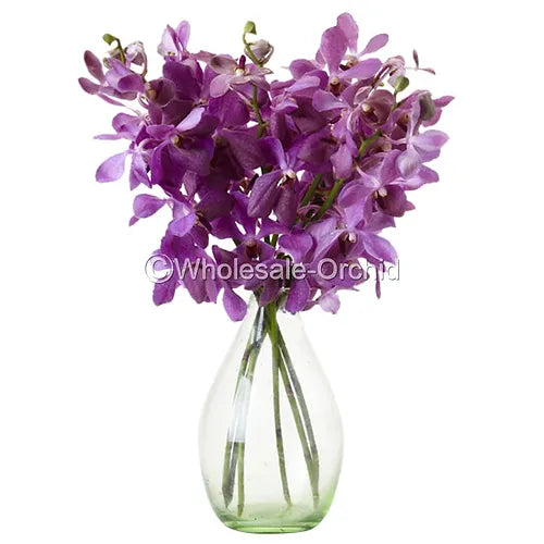 Prebook BULK - Lavender BLUE HUE Mokara Orchid Fresh Cut Flowers (NO VASE)