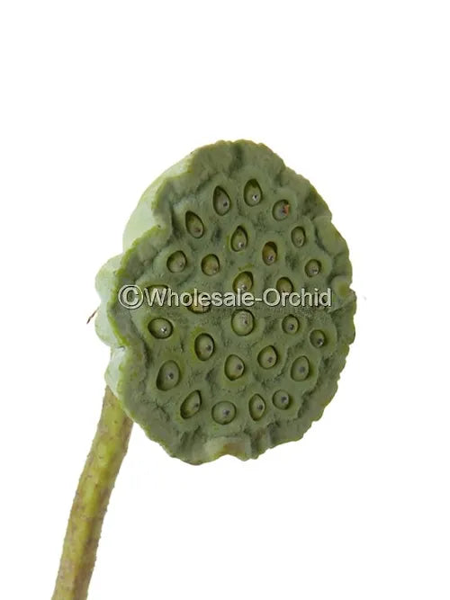 Prebook Bulk - LOTUS POD Fresh Cut Flowers