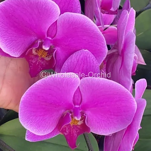 Prebook BULK - HOT Pink Phalaenopsis Orchid Fresh Cut Flowers