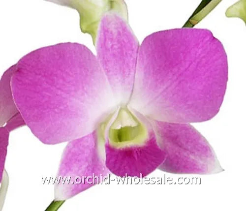 Prebook BULK - Light Pink Sakura Hawaiian Anna Lisa Dendrobium Orchid Fresh Cut Flowers (NO VASE)