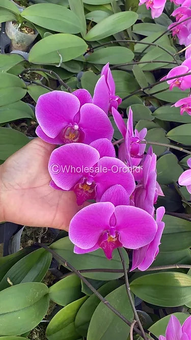 Prebook BULK - HOT Pink Phalaenopsis Orchid Fresh Cut Flowers