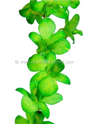 Prebook BULK - Light Green White-DYED Dendrobium Orchid Fresh Cut Flowers (NO VASE)