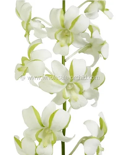 Prebook BULK - White-Green Liberty Orchid Fresh Cut Flowers (NO VASE)