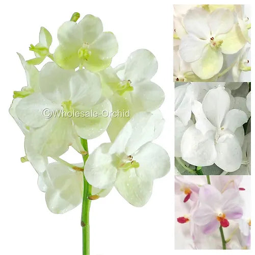 Prebook Bulk - White Vanda Orchid Fresh Cut Flowers