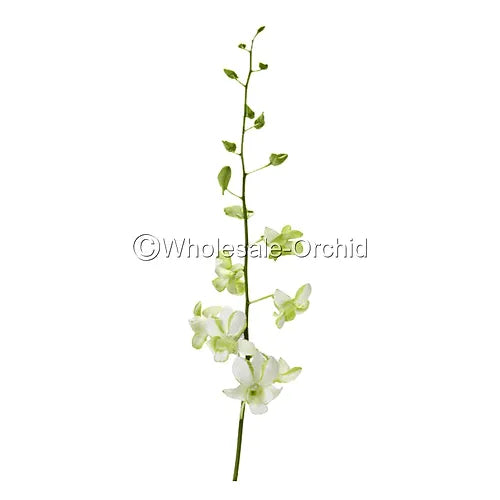 Prebook BULK - White-Green Liberty Orchid Fresh Cut Flowers (NO VASE)