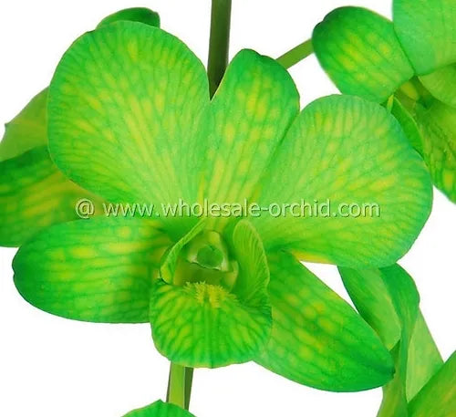 Prebook BULK - Light Green White-DYED Dendrobium Orchid Fresh Cut Flowers (NO VASE)