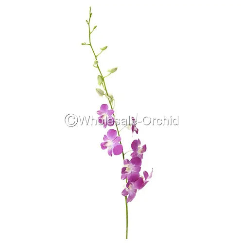 Prebook BULK - Light Pink Sakura Hawaiian Anna Lisa Dendrobium Orchid Fresh Cut Flowers (NO VASE)
