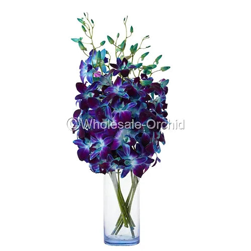 PREBOOK BULK - Dendrobium BLUE Sonia Bombay Orchid Fresh Cut Flowers (NO VASE)