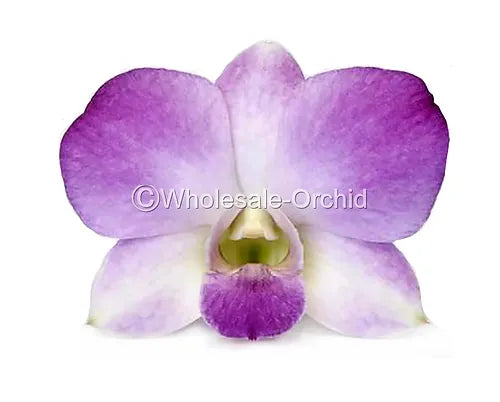 Prebook BULK - Light Pink Sakura Hawaiian Anna Lisa Dendrobium Orchid Fresh Cut Flowers (NO VASE)