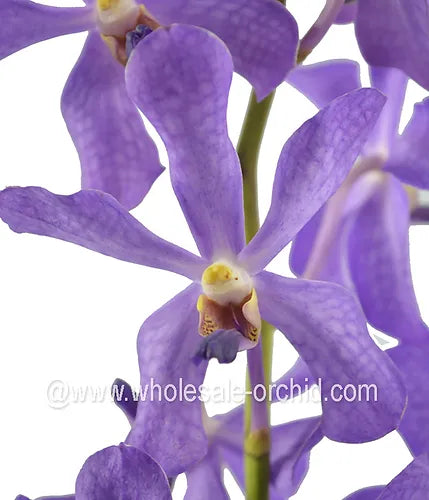 Prebook BULK - Lavender BLUE HUE Mokara Orchid Fresh Cut Flowers (NO VASE)