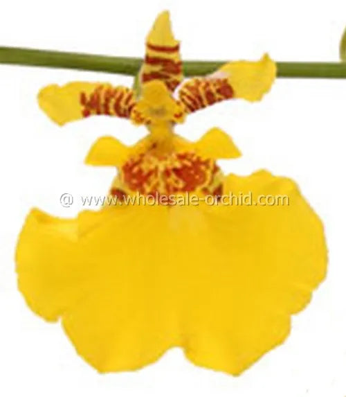 Oncidium Dancing-lady Orchid Fresh Cut Flowers