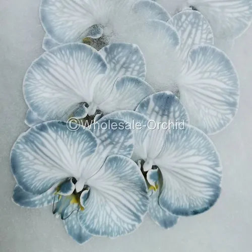 Prebook BULK - DYED Black Phalaenopsis Orchid Fresh Cut Flowers