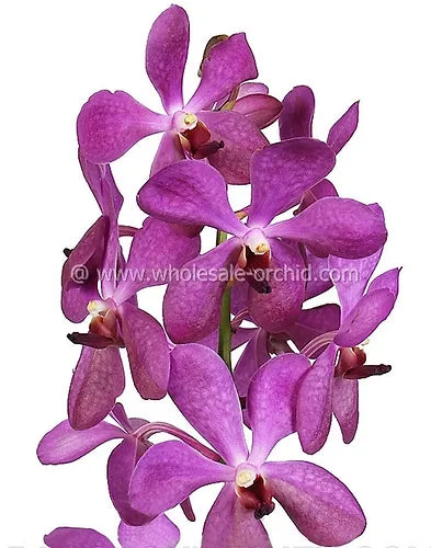 Prebook BULK - Lavender BLUE HUE Mokara Orchid Fresh Cut Flowers (NO VASE)