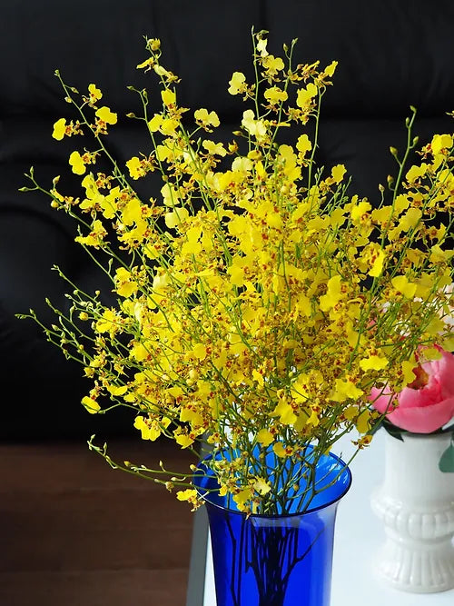 Oncidium Dancing-lady Orchid Fresh Cut Flowers