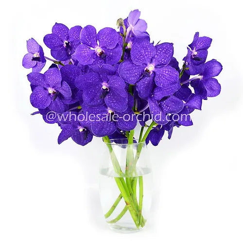 Prebook BULK - Purple BLUE Vanda Orchid Fresh Cut Flowers