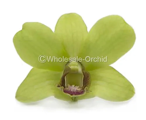 jade orchid plant Prebook BULK