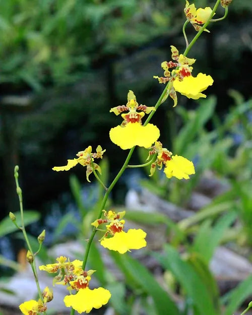 Oncidium Dancing-lady Orchid Fresh Cut Flowers