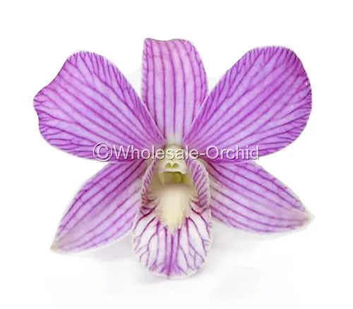 Prebook BULK - Candy Sweet Stripe Lai Dendrobium Orchid Fresh Cut Flowers (NO VASE)