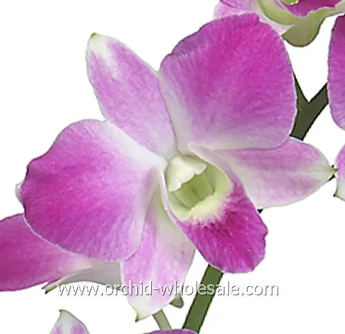 Prebook BULK - Light Pink Sakura Hawaiian Anna Lisa Dendrobium Orchid Fresh Cut Flowers (NO VASE)