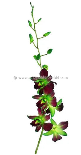 Prebook BULK - GREEN DYED-Sonia Bombay Dedrobium Orchid Fresh Cut Flowers (NO VASE)