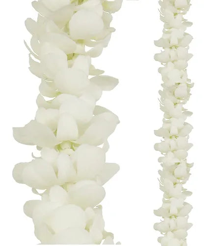 PREBOOK BILK - White Single Orchid Strand Flower String Dendrobium Fresh Cut Flowers