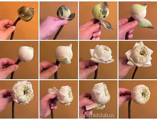 Prebook BULK - 60 White LOTUS Fresh Cut Flowers