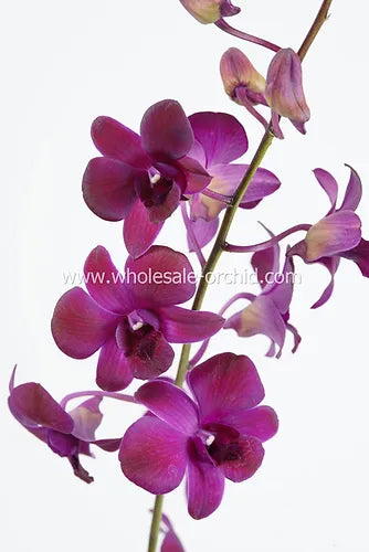 Prebook Bulk - Burgundy Dark Red Dendrobium Orchid Fresh Cut Flowers (NO VASE)