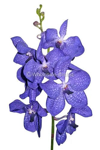 Prebook BULK - Purple BLUE Vanda Orchid Fresh Cut Flowers
